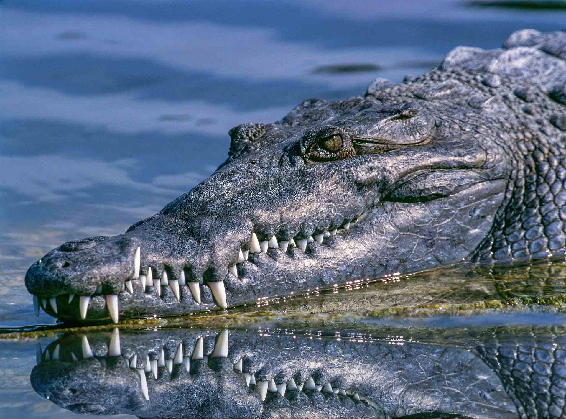 Florida Alligator