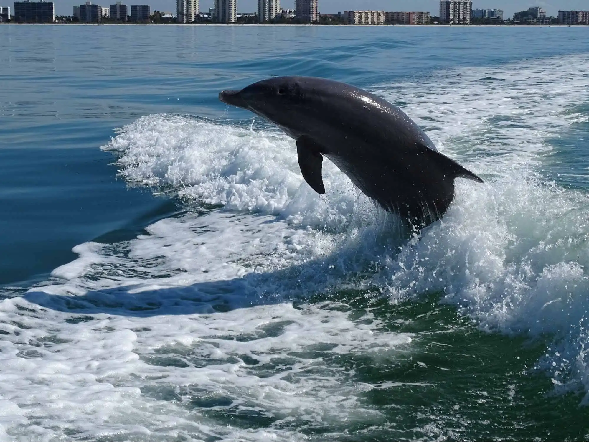bowman-beach-park-dolphin