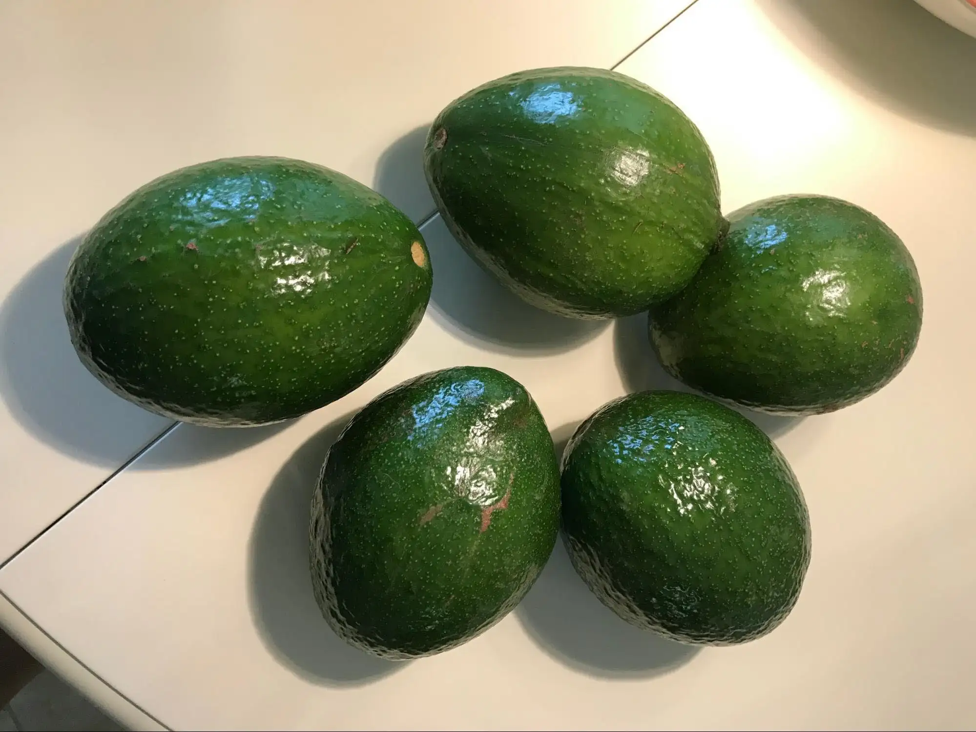 Florida-Avocados
