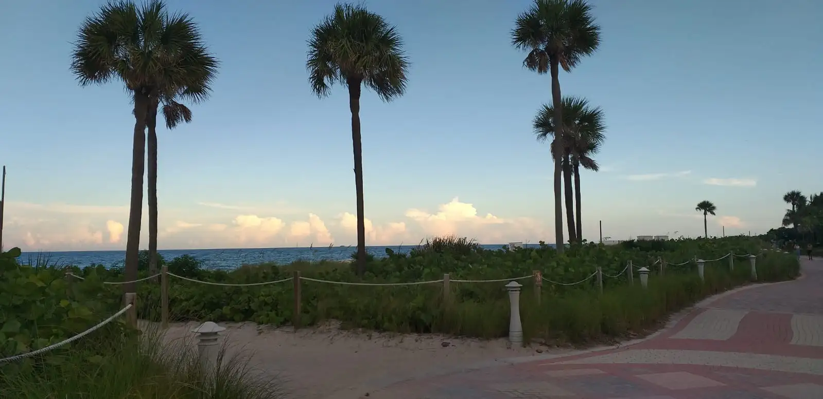 Blick auf Palmen und Meer in Cape Coral