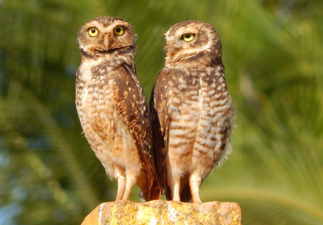 Burrowing Owls